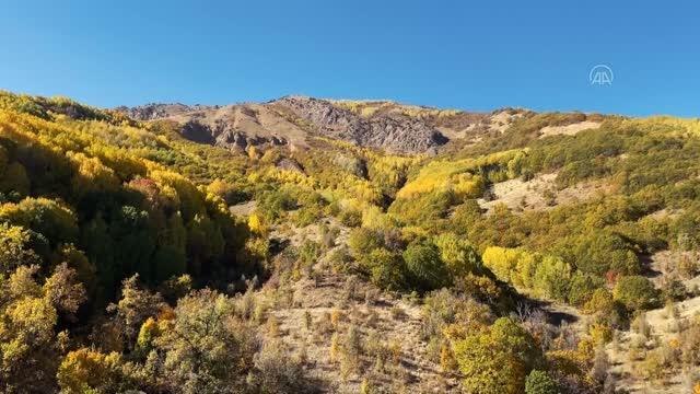 Doğa tutkunları Tunceli'deki Salördek ormanlarında stres atıyor