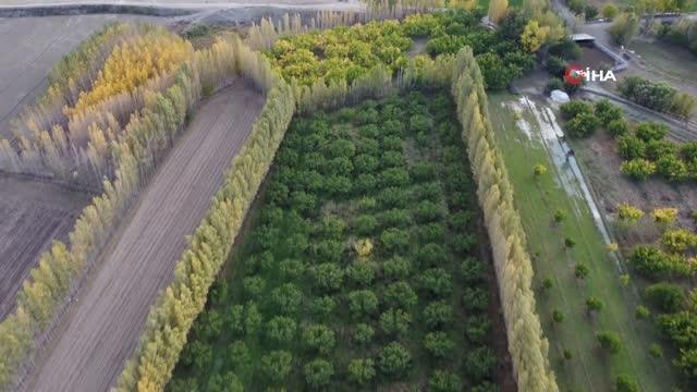 Ağrı Dağı eteklerindeki İrem Bağları sonbahar renklerine büründü
