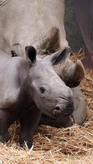 Rare baby southern white rhino born at Knowsley Safari Park