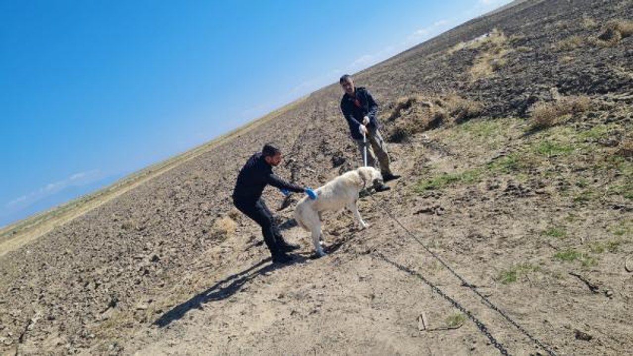 2 ÇOCUĞUN KÖPEK SALDIRISINDA YARALANDIĞI KÖYDE, EKİPLER HAYVANLARA KUDUZ AŞISI YAPTI