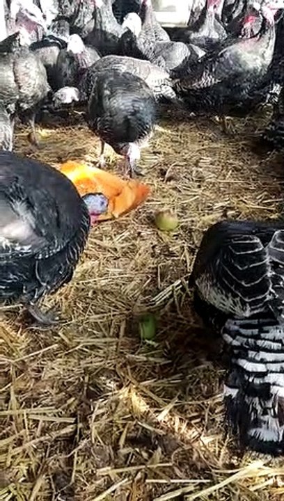 Yorkshire turkey farmer feeding his birds apples, carrots and pumpkins due to avian flu restrictions