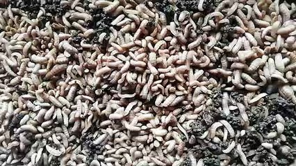 WORMS DEVELEPPED MANUAVALLY IN A POULTRY FIRM