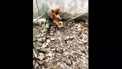 Funy Dog and Hen Funny Animal Videos