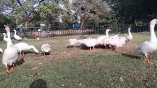 Goose Sounds | Duck Sound Effect By Kingdom Of Awais