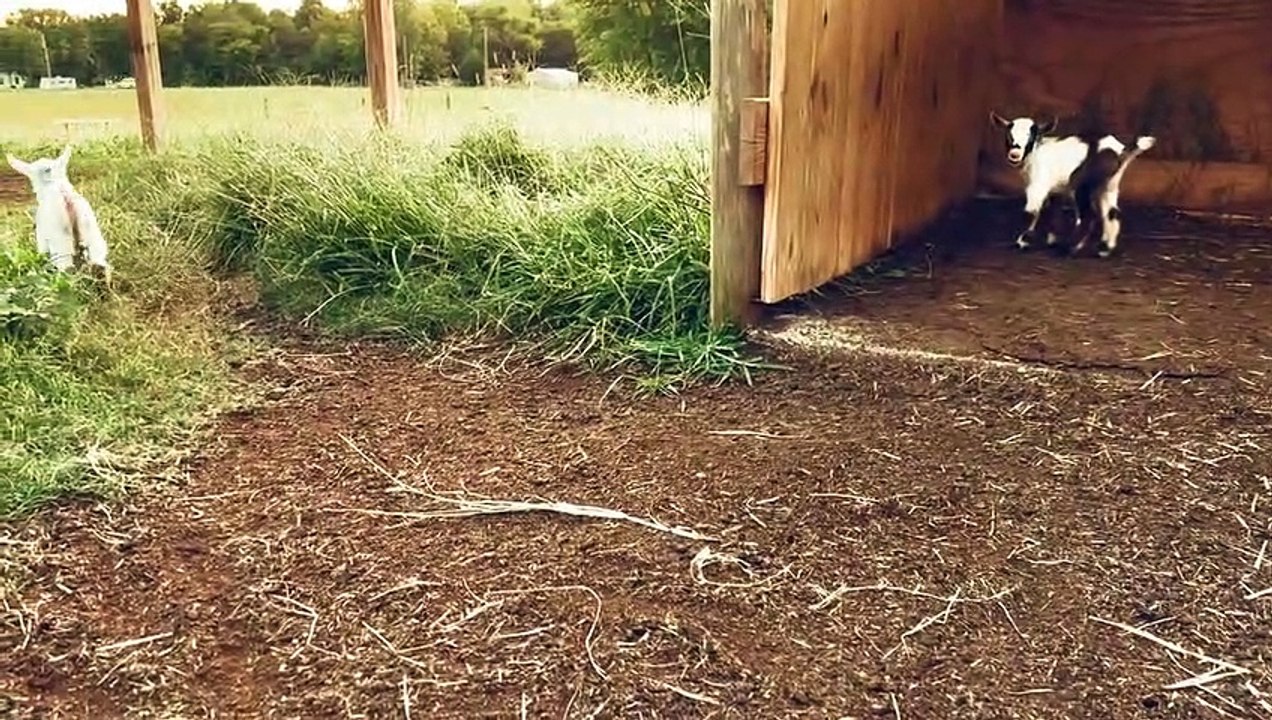 Funny Animals Cute Animals