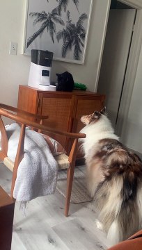 Sharing The Cat Food is Caring