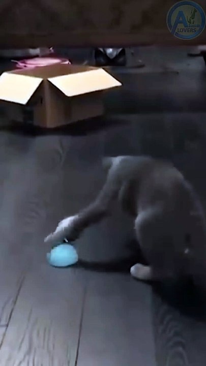 Funny animals video|| 2022 new funny videos #funny #shorts #animal #cat #dog #Montevideo#aww #viral