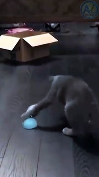 Funny animals video|| 2022 new funny videos #funny #shorts #animal #cat #dog #Montevideo#aww #viral