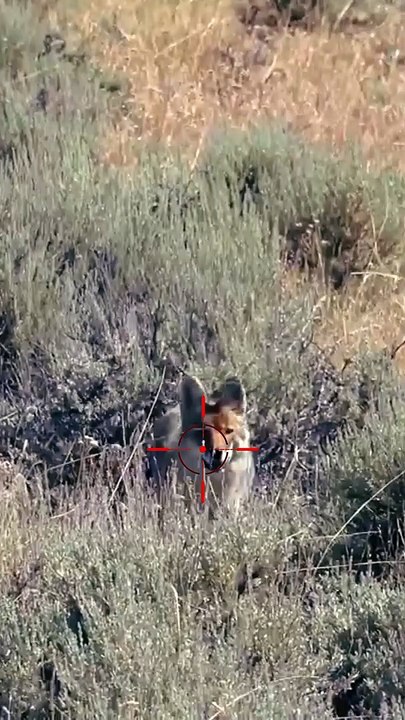 Hunting Coyotes #shorts #dogs #animals #hunter #064