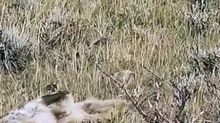 Hunting Coyotes #shorts #dogs #animals #hunter #062