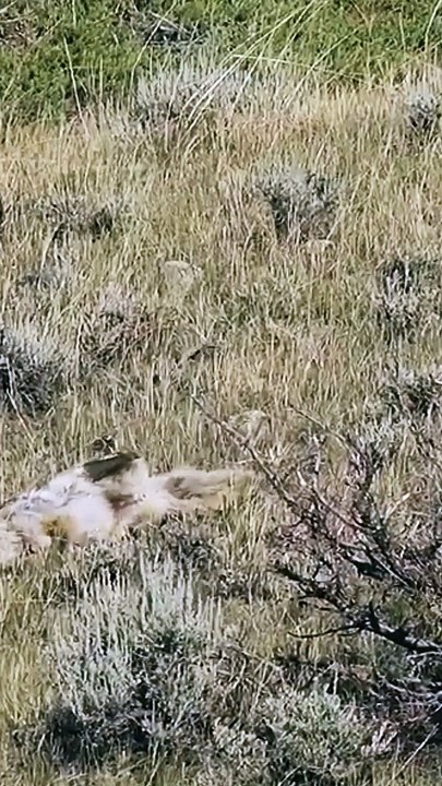 Hunting Coyotes #shorts #dogs #animals #hunter #062