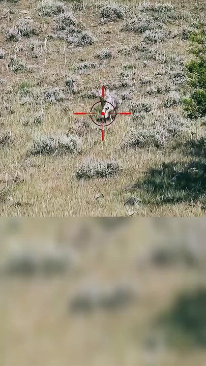 Hunting Coyotes #shorts #dogs #animals #hunter #061