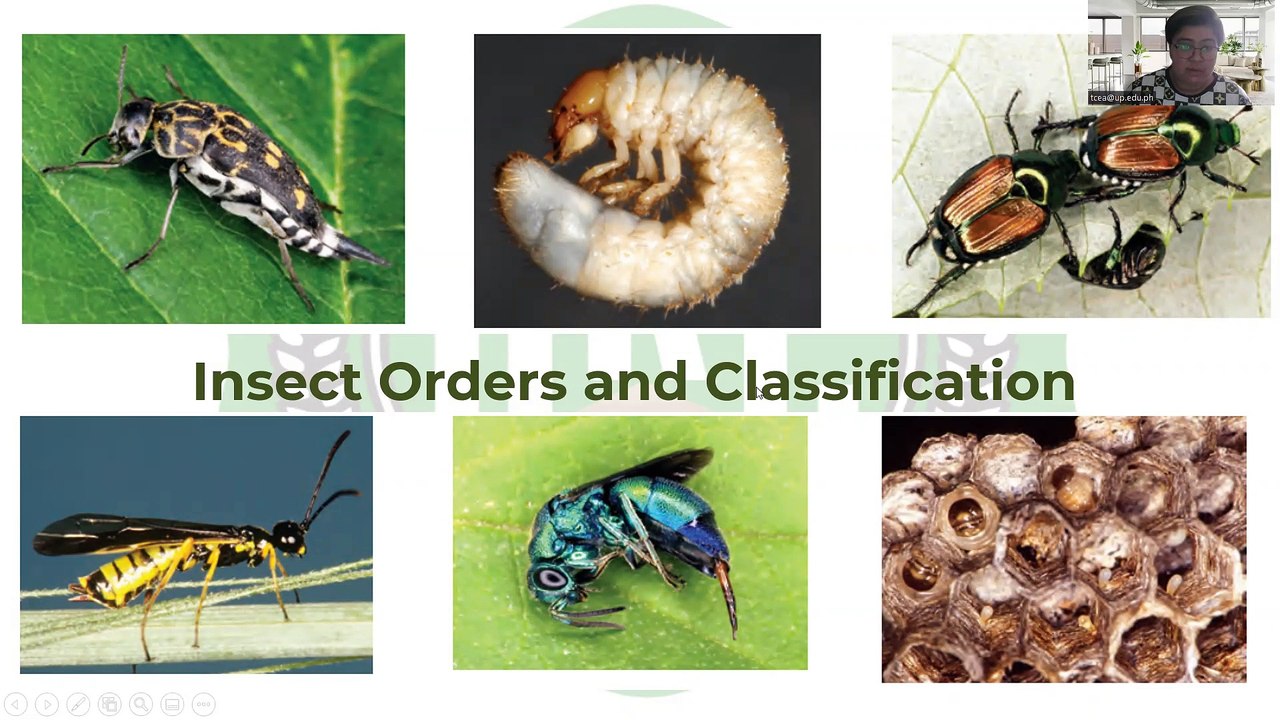 CEA TM Entomology Part 2