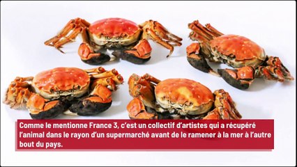 Un crabe kidnappé à Nancy est remis en liberté à Brest !
