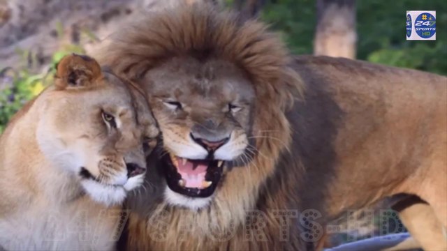 Five Lions Escape Enclosure at Taronga Zoo in Sydney at around 7.30am on Tuesday Morning