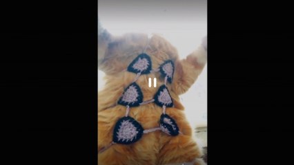 home pets animal loves their feeds