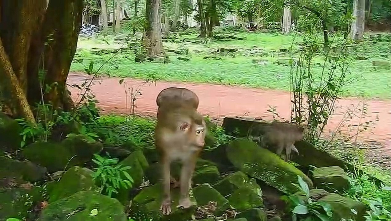 cute little monkey bitten by a leech, how did he get it off?