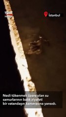 Su Samurlarının Balık Ziyafeti Kameralara Yansıdı