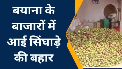 बयाना: सिंघाडे की फसल को लेकर क्‍यों परेशान हो रहे किसान..देखें खबर