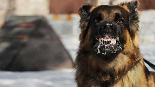 Bitlis'te kuduz paniği! Hastanelik olan 2 çocuktan sonra yapılan taramada tedirgin eden sonuç