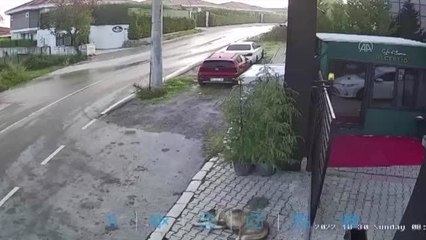 Otomobilin ezdiği köpek tedaviye alındı