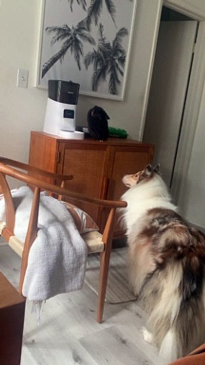 Sharing The Cat Food is Caring