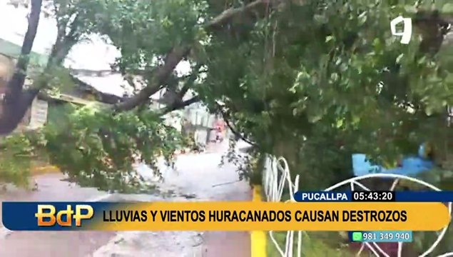 Pucallpa: 90 familias damnificadas y árboles caídos dejan vientos huracanados y torrenciales lluvias