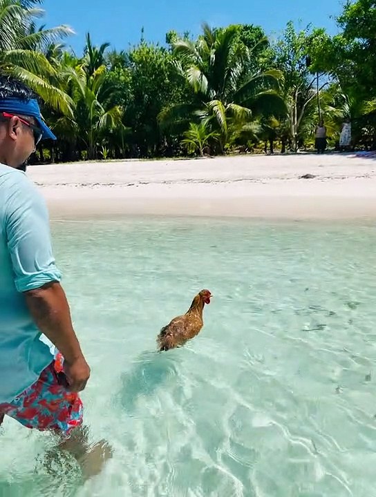 Caribbean Chicken 'Fingers' Goes for a Swim