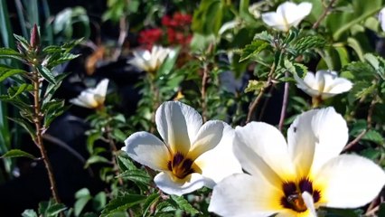 photography using android redmi note 9