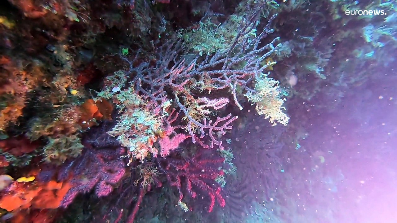 Changement climatique : le réchauffement de la mer Méditerranée inquiète