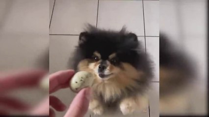 Beautiful Baby Dogs and Cute Puppies Video