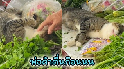 พ่อค้าเหมียวขายผัก แม้หลับเราก็ยังขายได้ ดูสินุดเข้าร้านรัว ๆ เลย