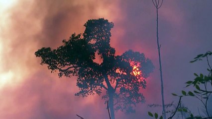 Alemanha diz estar pronta para retomar financiamento a Fundo Amazônia