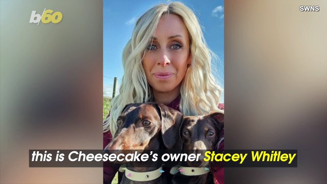 A Massive Litter of 10 Puppies Joins the World!