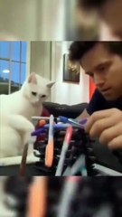 cat destruction of home #shorts #fyp #cat #funny #funnyvideo #funnycats #fun