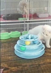 Lua the Cat Plays with Ball