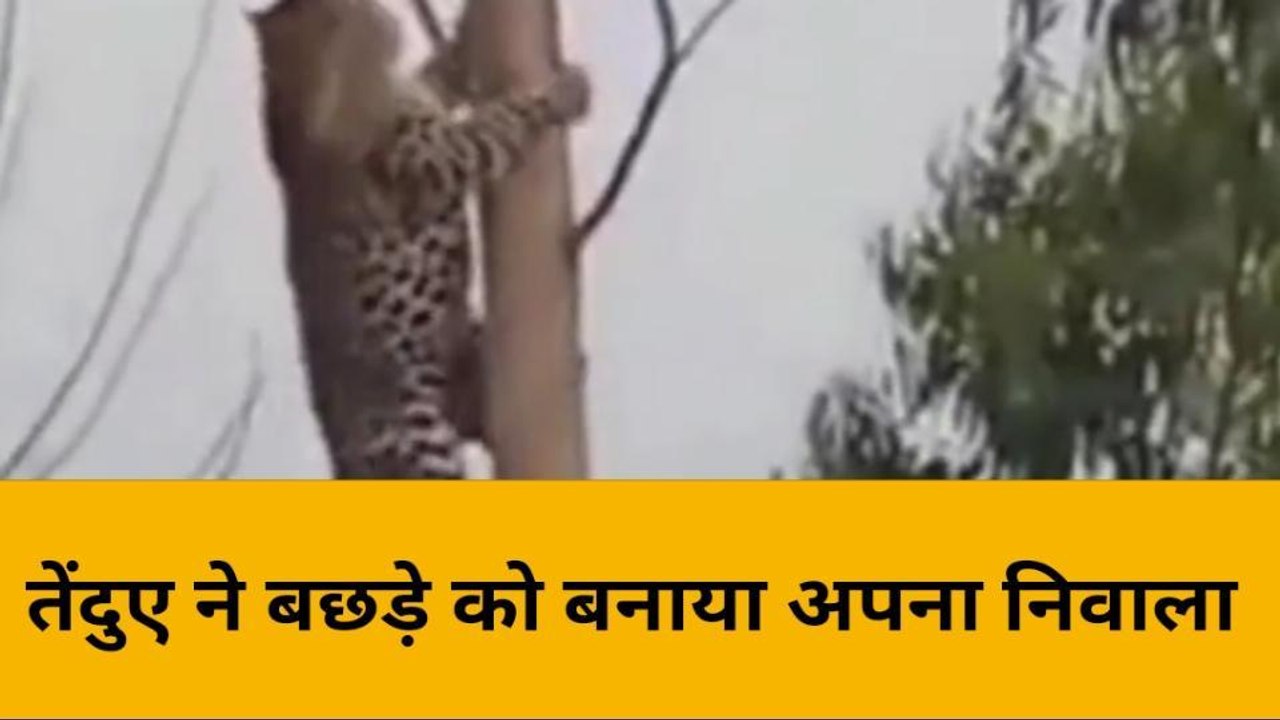 लखीमपुर खीरी: जनपद में बाघ और तेंदुए मचाया आतंक...