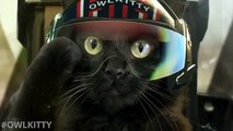 Si un chat remplaçait Tom Cruise dans Top Gun