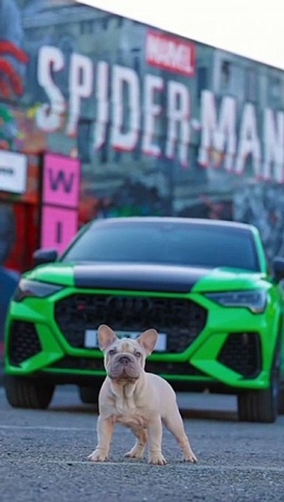 Respect for dog 