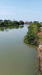 Spot Mancing Barramundi