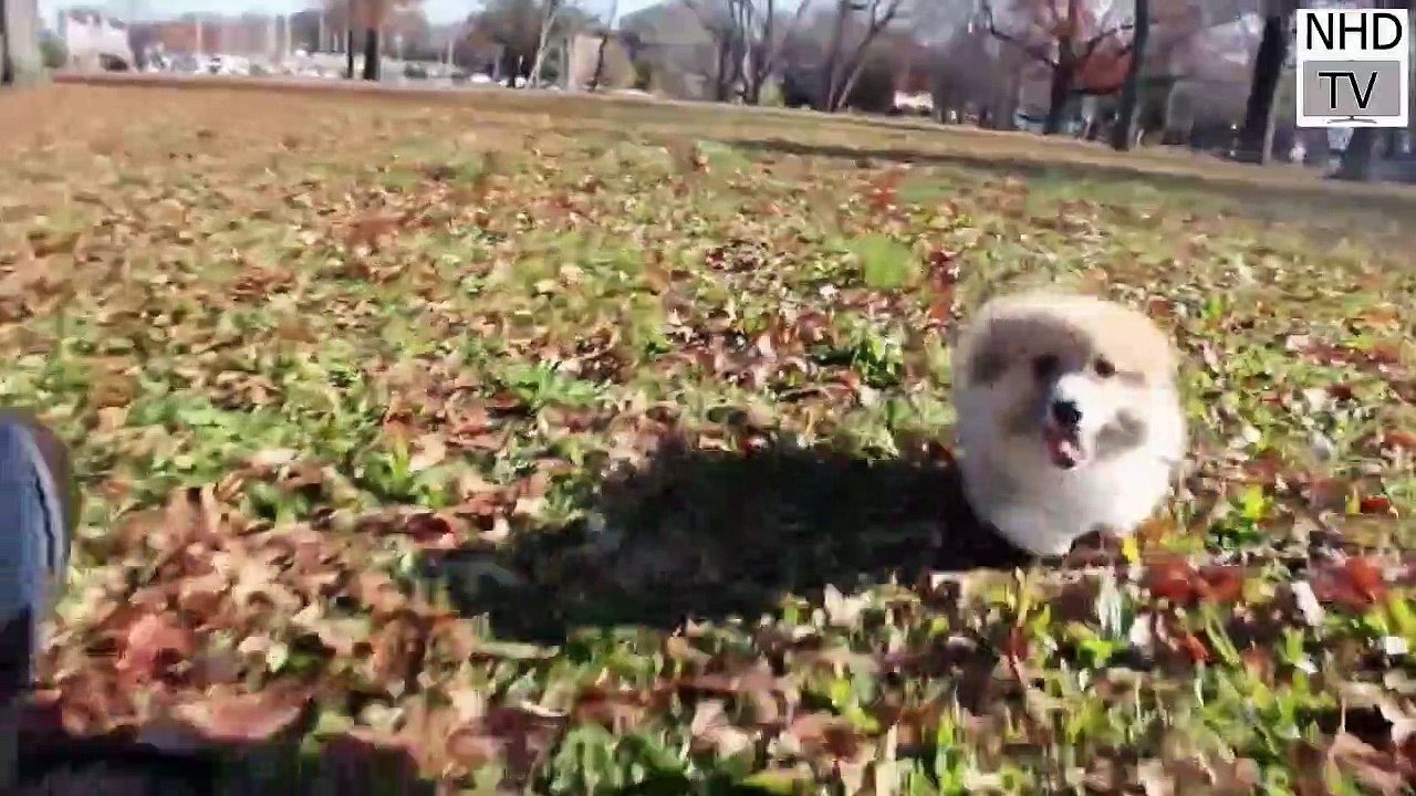 Cutes dogs _ Cutest dog in the world _ Cute dogs clips