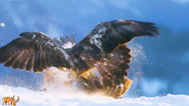 Learn family animals: Ducks, cows, cats, dogs, horses, pigs - Animal sounds