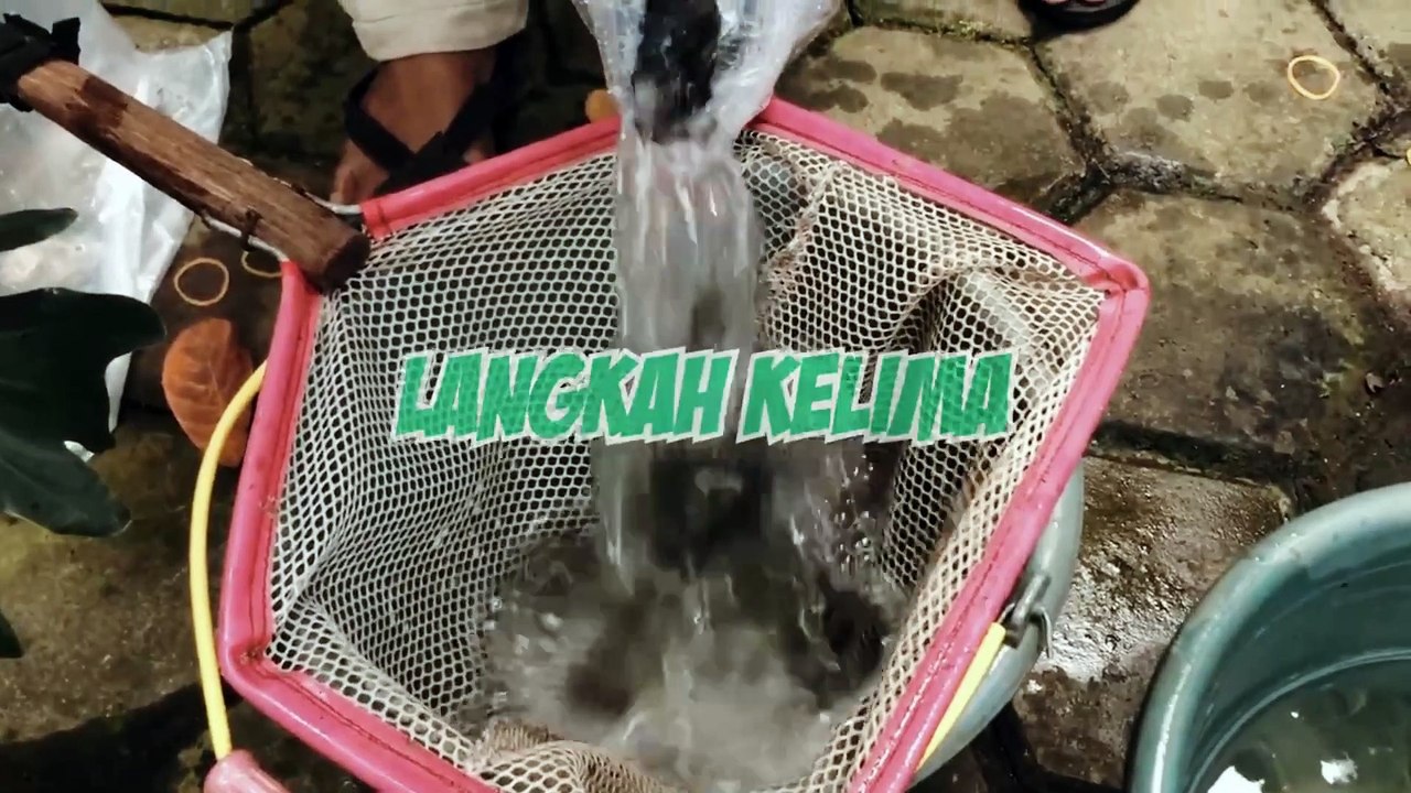 Langkah budidaya lele dalam ember dengan padat tebar tinggi