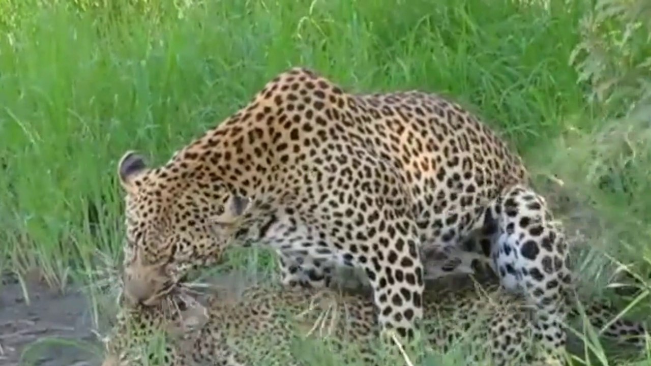 Animal meeting, animals attack, animals sounds, animal funny video