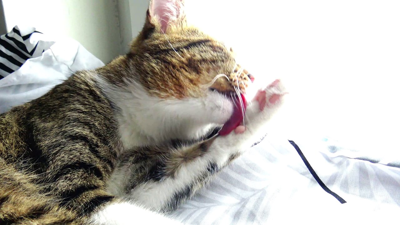Cute Kiten Cleans His Paws