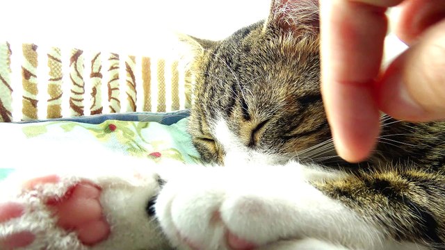 Green Eyed Kitten Is Relaxed