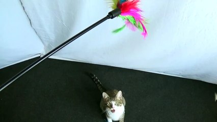 Agile Kitten Jumps to Get the Toy