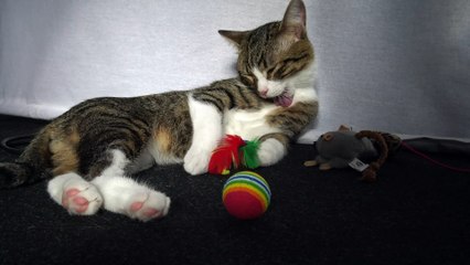 Kitten Scratches His Ear