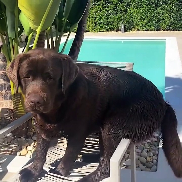 FUNNY ANIMAL VIDEO 2023 (6)