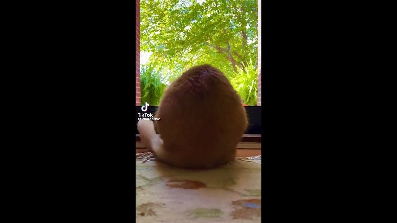 FUNNY ANIMAL VIDEO 2023 (13)